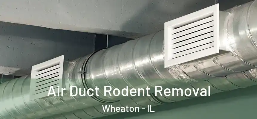  Air Duct Rodent Removal Wheaton - IL