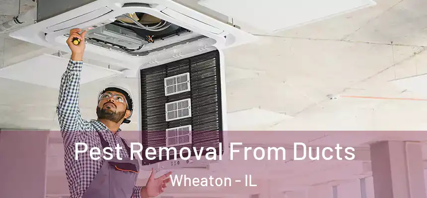 Pest Removal From Ducts Wheaton - IL